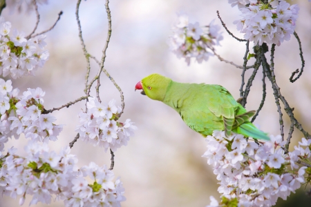 Parrot - white, flower, pasare, bird, parrot, spring, blossom, green