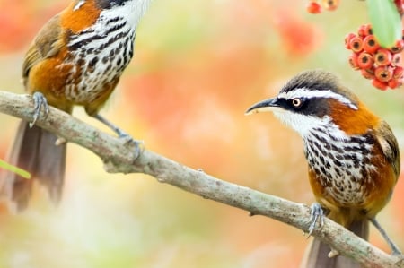 Birds - bird, bee eaters, branch, berry, fruit, pasare, orange