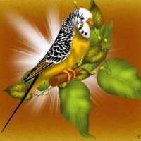 YELLOW BUDGIE