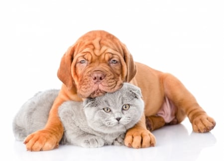 Kitten and puppy - cat, puppy, couple, pisica, kitten, white, caine, grey, dog, cute