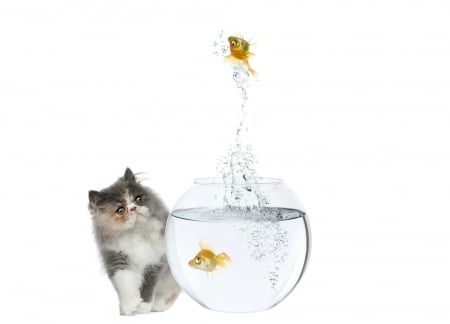 Curious - funny, cute, water, cat, white, jump, pisica, kitten, splash, fish, aquarium, couple