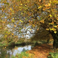 Winchester water meadows