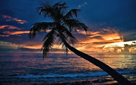 Ocean Sunset - Ocean, Palm, Sunset, Nature