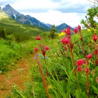 Mountain Trail