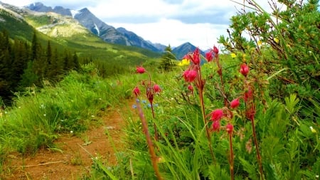 Mountain Trail - nature, mountain, trail, flower