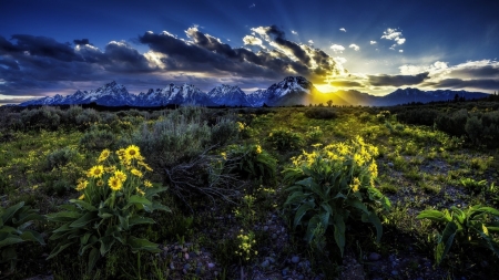 Rocky Moutains - nature, sky, mountain, flower