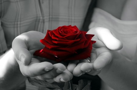 Soft Nature - black, hands, white, red, rose, beauty