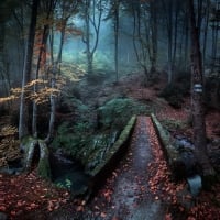 MYSTICAL AUTUMN FOREST