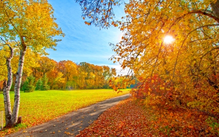 Autumn nature - autumn, trees, sun, road, foliage, fall, forest, walk, beautiful, leaves, golden