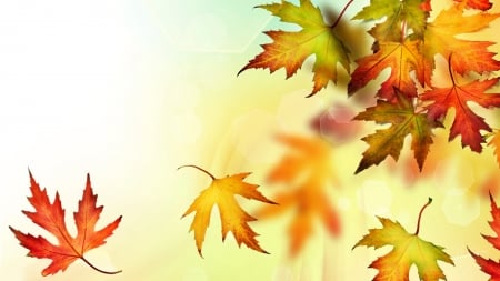 Autumn Awesomeness - autumn, fall, falling, maple, colorful, leaves, firefox persona theme