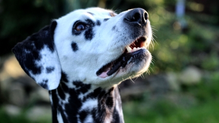 Dalmatian Head Shot  - wide screen, photography, pets, beautiful, dalmatian, dogs, animal, canine, photo, head