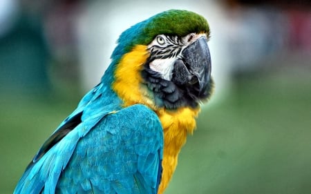 Green-capped Macaw Parrot