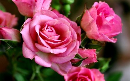 Pink Roses FC - beautiful, photography, beauty, romance, photo, love, flower, pink, wide screen, Rose, floral