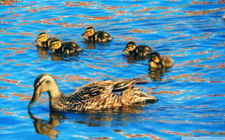 Duck With Her Ducklings F  - wide screen, wildlife, photography, ducklings, avian, ducks, beautiful, animal, photo, birds