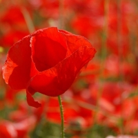 Red poppy