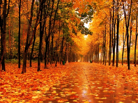 fall wallpaper - path, trees, orange, autumn