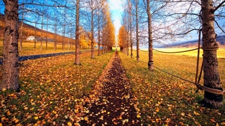 beautiful - leaves, autumn, trees, backdround