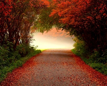 misty fall road - misty, road, season, autumn