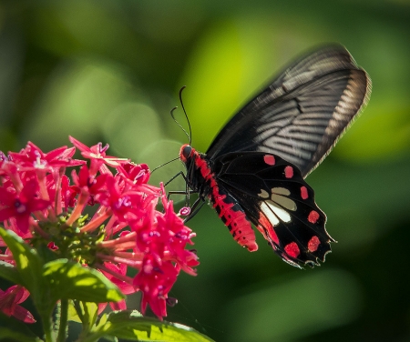 BUTTERFLY - flowers, wings, leaves, petals