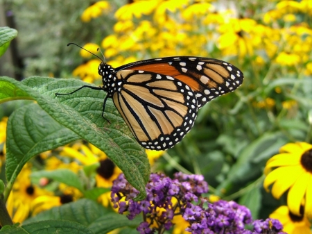 BUTTERFLY - WINGS, LEAVES, FLOWERS, PETALS