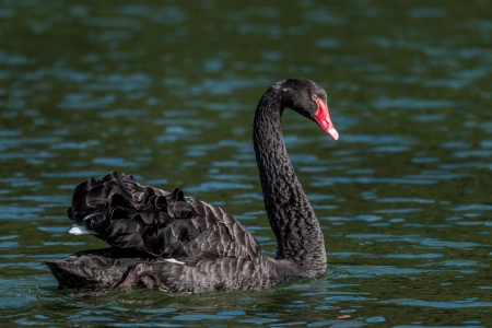 SWAN - wings, water, feathers, waves