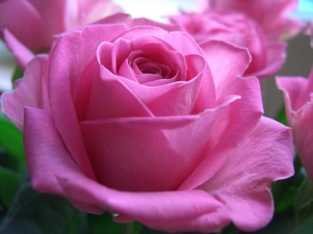 ROSES - leaves, petals, pink, green