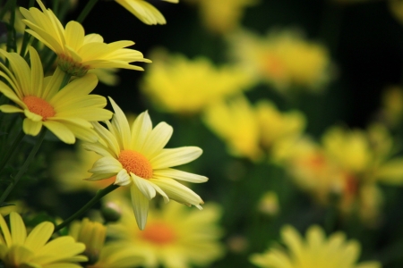 DAISIES - leaves, yellow, petals, green