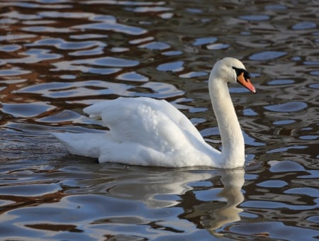 SWAN - wings, water, feathers, waves