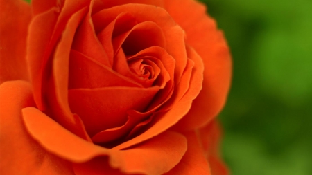 ROSE - orange, petals, nature, green