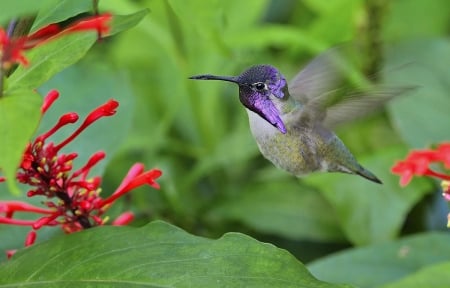 HUMMINGBIRD - leaves, wings, flowers, feathers