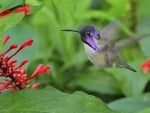 HUMMINGBIRD