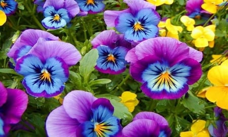 PANSIES - leaves, petals, nature, colors