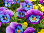 PANSIES