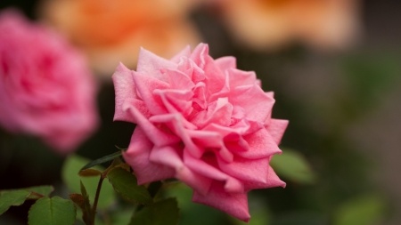 ROSES - green, stems, petals, pink