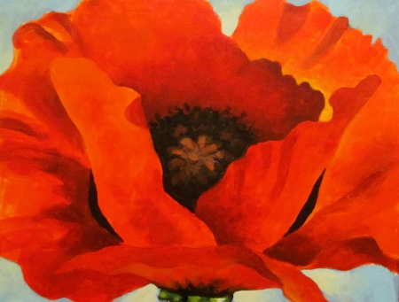 POPPIES - nature, stem, petals, ornage