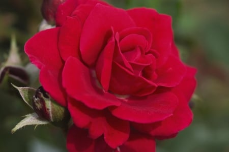 ROSE - leaves, petals, nature, colors