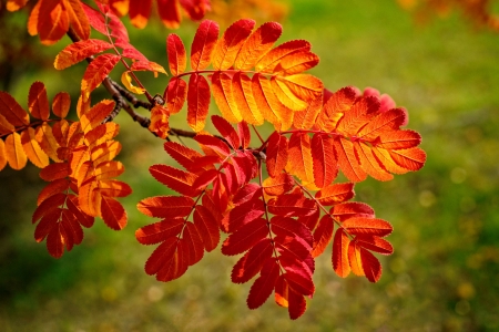 Autumn branch - autumn, fall, macro, branch, beautiful, leaves, color