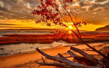 Romantic sunset - romantic, amazing, beach, reflection, shore, golden, sky, branches, beautiful, ocean, tree, fall, glow, sunset, rays, autumn, waves, fiery, sands