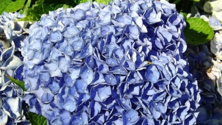 Beautiful blue blooms - blue flowers, stunning blooms, color changing flowers, bunches of tiny petals