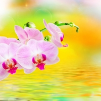 Orchids