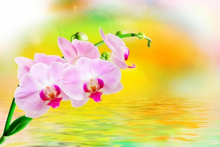 Orchids - yellow, orchid, card, texture, flower, pink