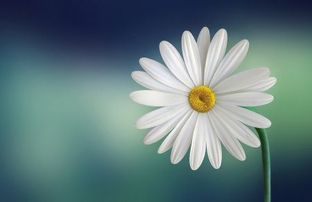 Daisy - margareta, white, yellow, blue, daisy, flower