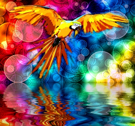 Parrot - bokeh, rainbow, papagal, colorful, water, pasare, refelction, art, pink, parrot, red, blue, orange, green