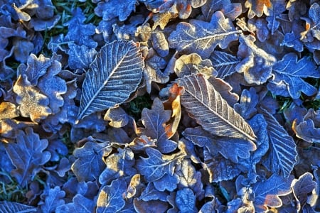 Leaves - skin, blue, autumn, leaf, texture