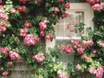 Window with Blooms