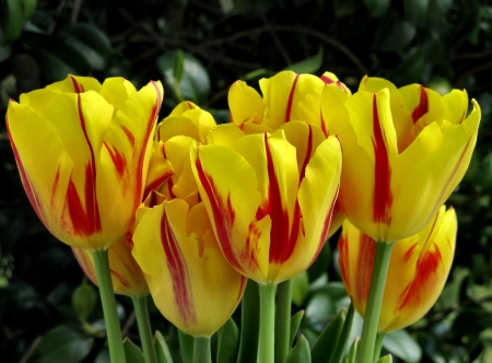 Yellow and Red Tulips - wide screen, flower, tulips, beauty, beautiful, photo, love, romance, photography, floral