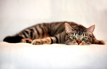 Surprised Tabby Cat  - wide screen, animal, beautiful, photo, pets, cats, photography, feline, tabby, surprised