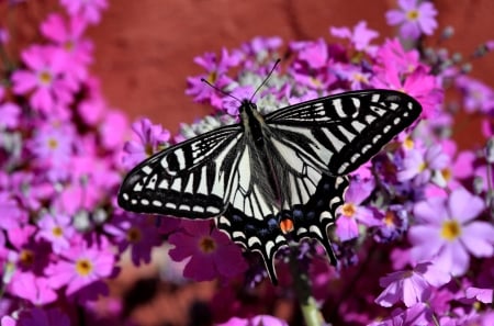 Zebra Swallowtail FC - wide screen, wildlife, photography, butterfly, floral, beautiful, animal, photo, swallowtail, flower