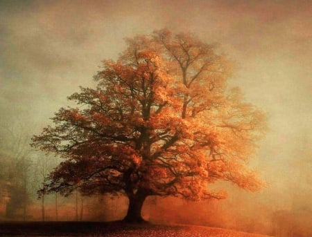 Misty autumn - colors, tree, autumn, mist