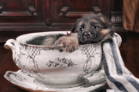 Puppy In A Bowl - dogs, cute, animals, puppies